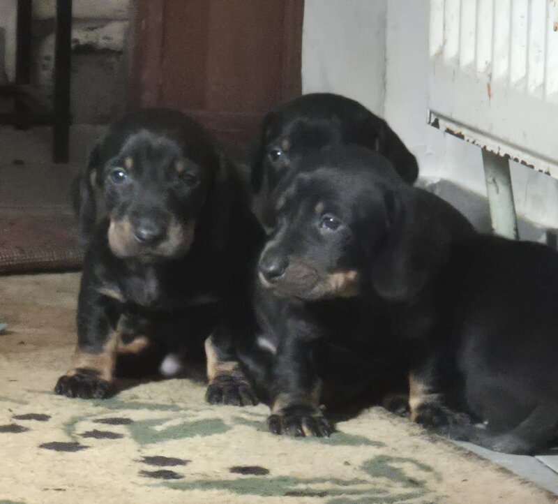 Disponibili 4 puiuti Teckel standard (soricar)