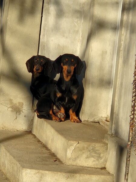 Disponibili 4 puiuti Teckel standard (soricar)