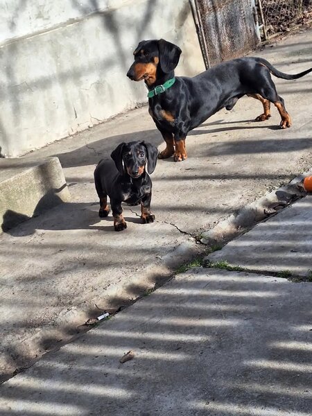 Disponibili 4 puiuti Teckel standard (soricar)