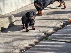 Disponibili 4 puiuti Teckel standard (soricar)