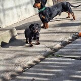 Disponibili 4 puiuti Teckel standard (soricar)